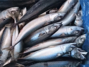 Our PRODUCTS Whole Pelagic Fish